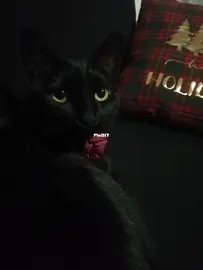 My dear Luci