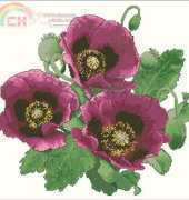 The Silver Lining SL 96 Crimson Poppies XSD