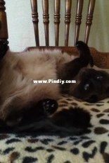 My Kuzya