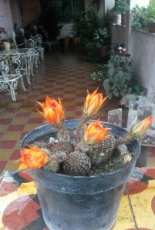 My cactus