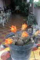 My cactus