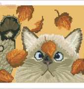 Cat from magazine