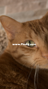 Cat portrait