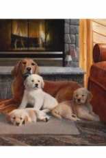 HAED HAEKADMINI 121 Mini Hearth Of Gold by Kevin Daniel