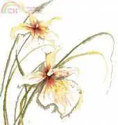 Lanarte 34786 - PN-0008014  Orchid pcs