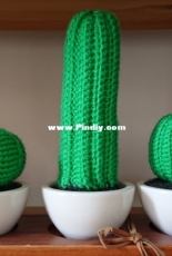 Cactuses