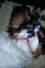 Dog mariejo