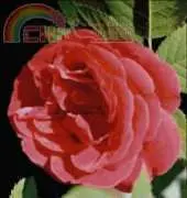 Golden Kite 652 - Red Rose