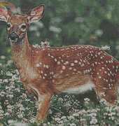 Artecy Cross Stitch - Deer 1