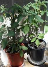 Tomatoes
