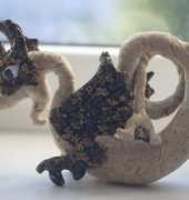 Celtic Dragon