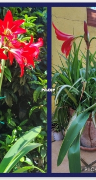 Lirios rojos - Amaryllis