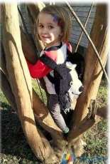 Jenna Wingate- Border Collie Backpack