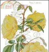 Antique Yellow Rose