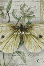 Chimera-Butterfly Vintage 6 XSD