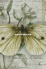 Chimera-Butterfly Vintage 6 XSD
