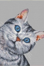Blue Eyed Cat by Anna Kuznetsova - Free