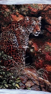 Cheetah / Leopard - Leopard´s Gaze