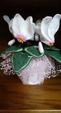 Cyclamen