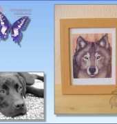 HAED QS A Wolfish Friend