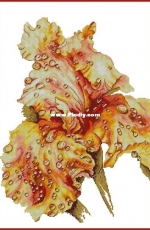 Iris "Kiss of the Rain" by Anna Kuznetsova XSD
