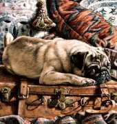 HAED HAETRL102 Pug on Suitcase