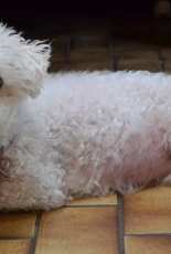 mon petit "bichon"