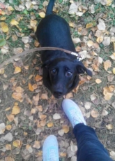 Сute black dachshund