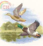 Heritage Stitch Crafts - John Clayton FF-DF651 - Mallard Ducks in Flight in XSD
