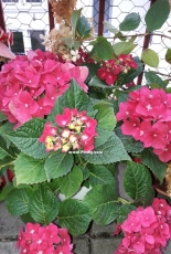 Flowering hortenzie