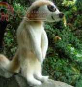 Roman Socks - Brigitte Read - Meerkats - Free