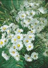 Levron - Daisies