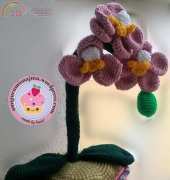 Phalaenopsis Orchid