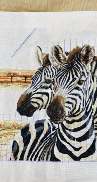 Zebras (Anchor)