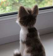 Mashutkalu - Masha Pogorielova - Grey Cat