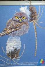 Golden Hands Pygmy Owl and DMC