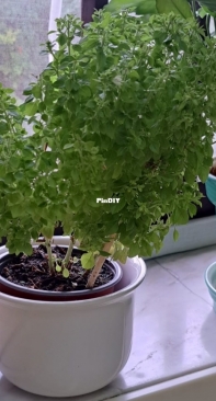 Bush Basil  manjerico