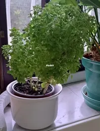 Bush Basil  manjerico