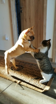 dixie and mixi Playing