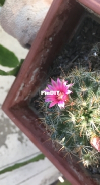 Cactus