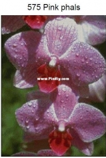 Golden Kite 575 Pink Phals XSD