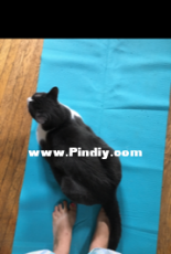 cat yoga