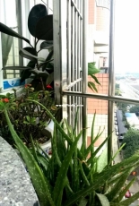 Windowsill 1