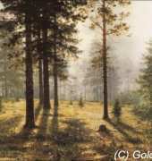 Golden kite GK  1571 Fog in the Woods