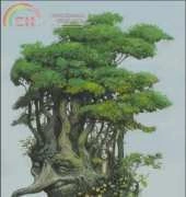 HAED HAELM125 The Beech Tree by Larry McDougall