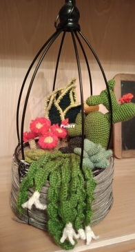 Terrario de cactus - Cactus terrarium