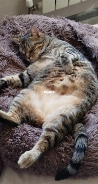 Happy cat
