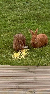 Ginger & Grayone