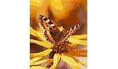 Kreuzstich Kreativ - Butterfly Little Fox
