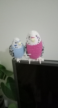 My Budgies